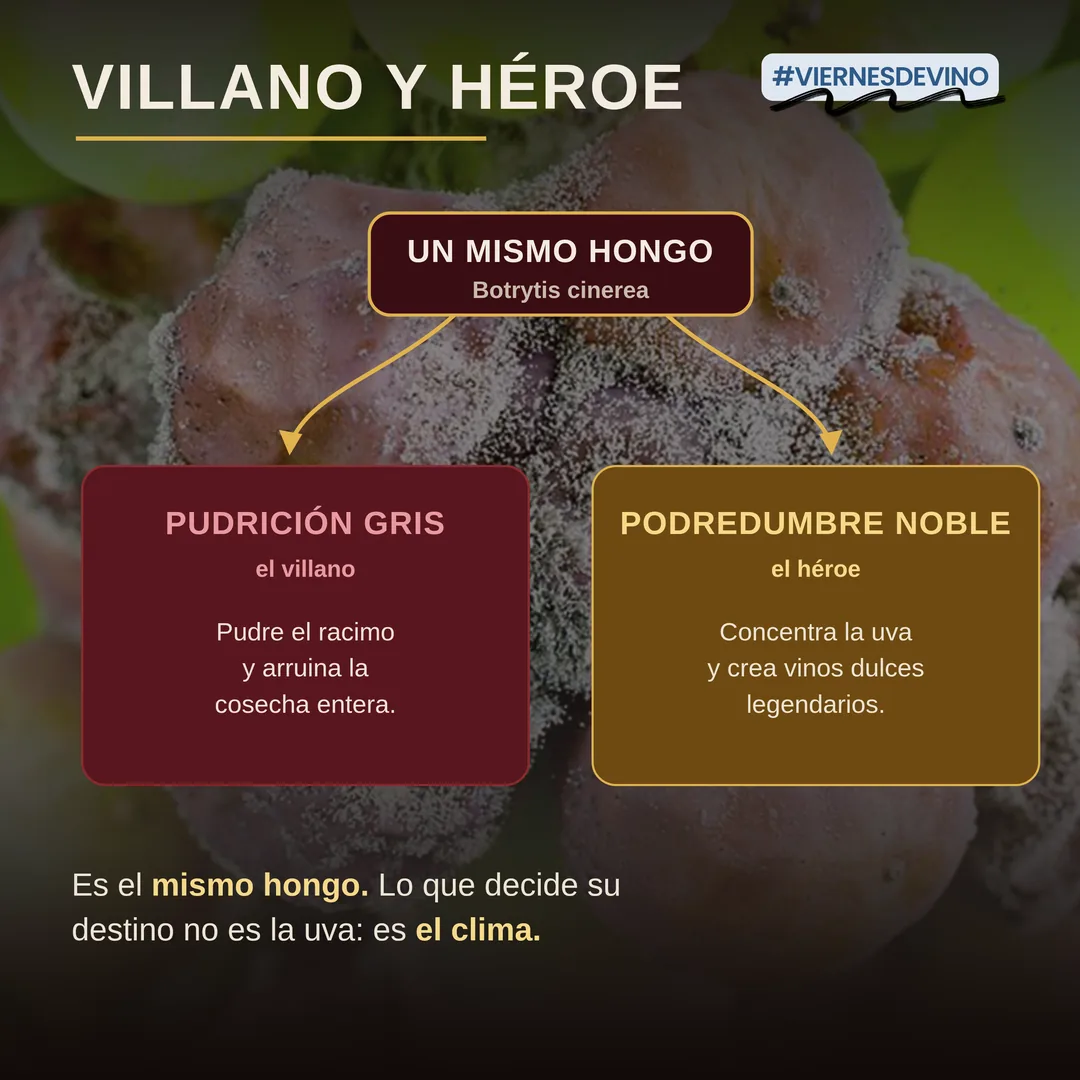 Villano y héroe: un mismo hongo, Botrytis cinerea, con dos destinos. Como pudrición gris es el villano: pudre el racimo y arruina la cosecha entera. Como podredumbre noble es el héroe: concentra la uva y crea vinos dulces legendarios. Lo que decide su destino no es la uva, es el clima.