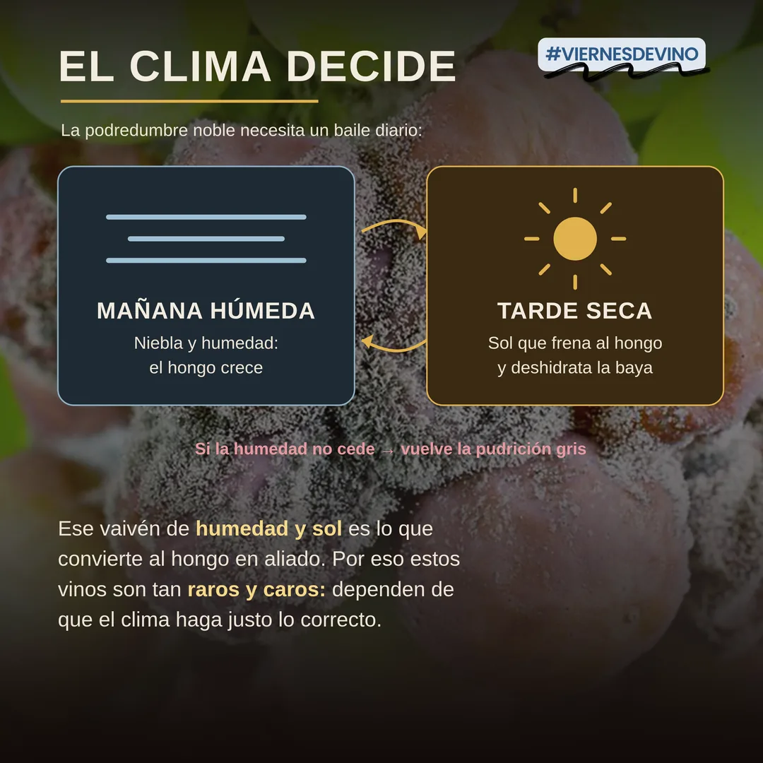 El clima decide. La podredumbre noble necesita un baile diario: mañana húmeda, con niebla y humedad para que el hongo crezca, seguida de tarde seca, con sol que frena al hongo y deshidrata la baya. Si la humedad no cede, vuelve la pudrición gris. Ese vaivén de humedad y sol es lo que convierte al hongo en aliado, y por eso estos vinos son tan raros y caros.