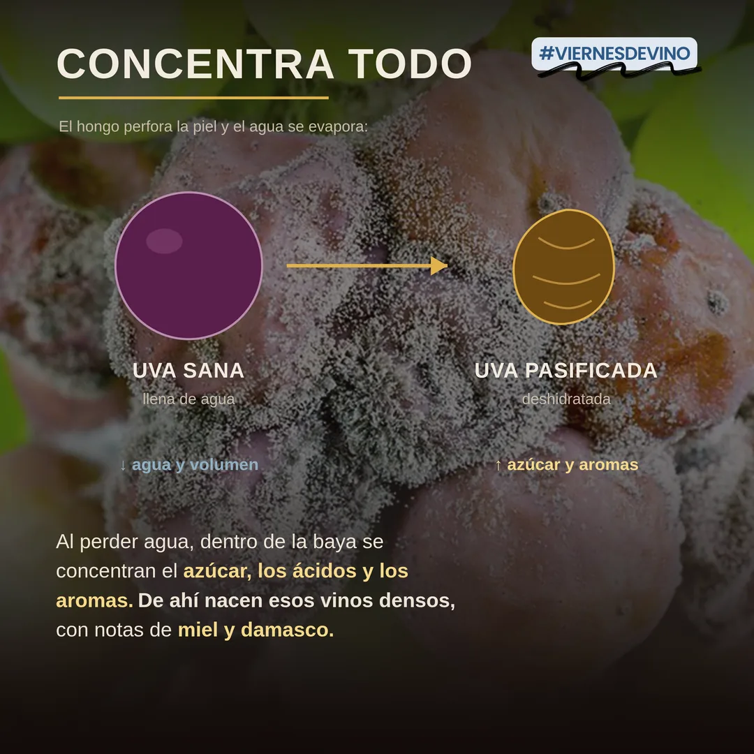 Concentra todo: el hongo perfora la piel y el agua se evapora. La uva sana, llena de agua, pasa a uva pasificada, deshidratada. Al perder agua, dentro de la baya se concentran el azúcar, los ácidos y los aromas. De ahí nacen esos vinos densos, con notas de miel y damasco.