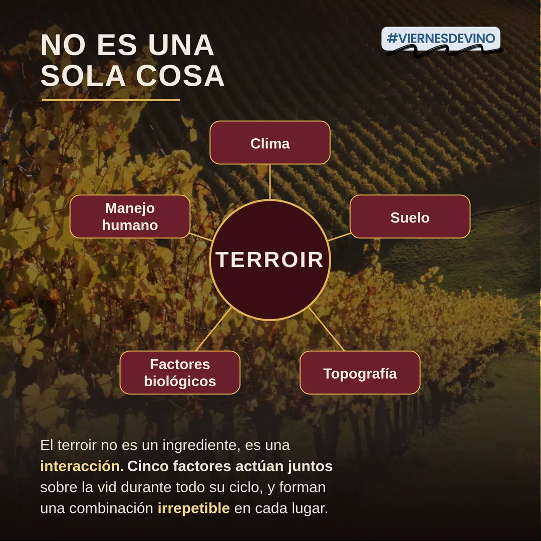 El terroir no es una sola cosa: es la interacción de cinco factores que actúan juntos sobre la vid durante todo su ciclo y forman una combinación irrepetible en cada lugar: clima, suelo, topografía, factores biológicos y manejo humano.