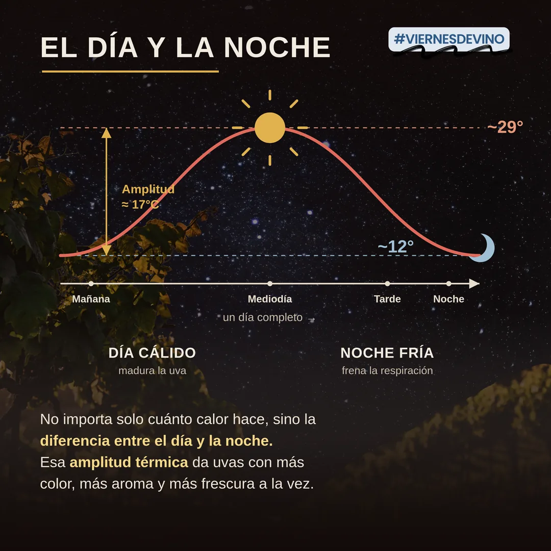 El día y la noche: no importa solo cuánto calor hace, sino la diferencia entre el día y la noche. El gráfico muestra una jornada que llega a unos 29 grados al mediodía y baja a unos 12 de madrugada, una amplitud de unos 17 grados. El día cálido madura la uva y la noche fría frena la respiración; esa amplitud da uvas con más color, más aroma y más frescura a la vez.