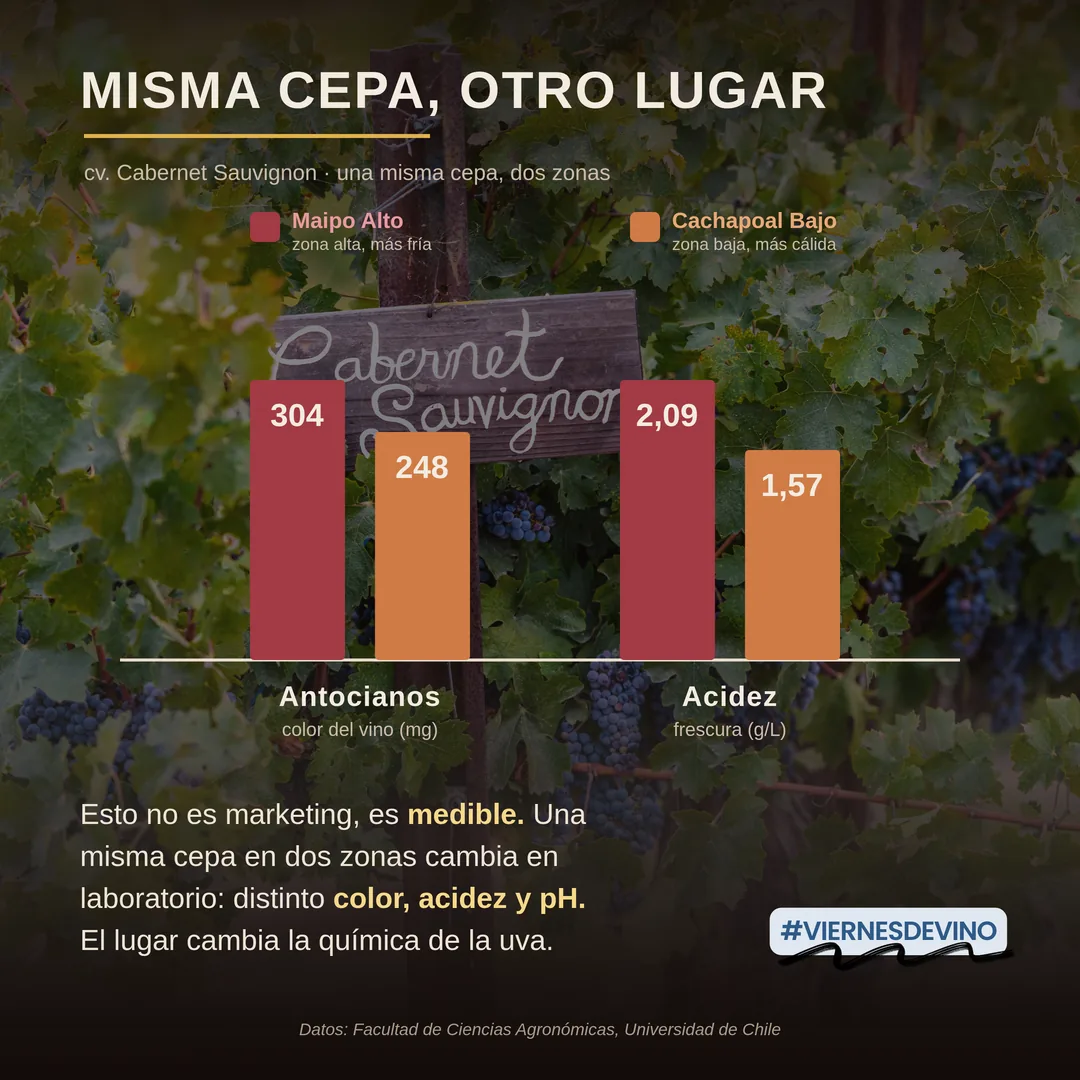 Misma cepa, otro lugar: un mismo Cabernet Sauvignon en dos zonas da resultados medibles distintos. En Maipo Alto, zona fría de más altura, alcanza 304 miligramos de antocianos y 2,09 gramos por litro de acidez. En Cachapoal Bajo, zona más cálida, baja a 248 miligramos de antocianos y 1,57 de acidez. El lugar cambia la química de la uva. Datos de la Facultad de Ciencias Agronómicas de la Universidad de Chile.