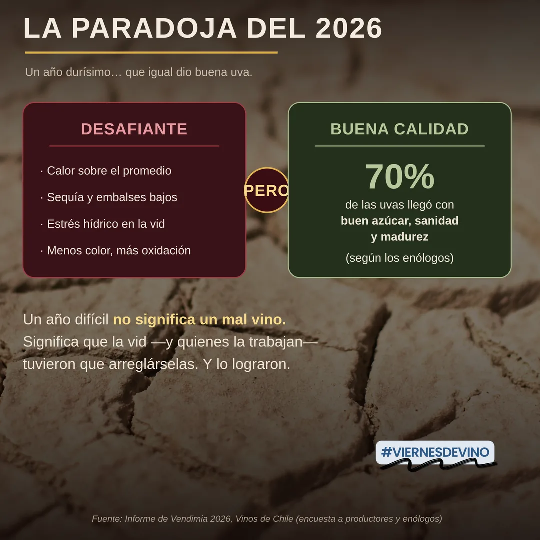 La paradoja del 2026: un año durísimo que igual dio buena uva. Lo desafiante: calor sobre el promedio, sequía y embalses bajos, estrés hídrico en la vid, menos color y más oxidación. Pero la buena calidad: el 70% de las uvas llegó con buen azúcar, sanidad y madurez, según los enólogos. Un año difícil no significa un mal vino: significa que la vid, y quienes la trabajan, tuvieron que arreglárselas. Y lo lograron.